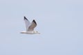 European herring gull, scientific name (Larus argentatus). Royalty Free Stock Photo