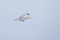 European herring gull, scientific name (Larus argentatus). Royalty Free Stock Photo