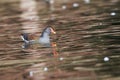 Moorhen, scientific name (Gallinula chloropus).