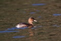 Little Grebe, scientific name (Tachybaptus ruficollis). Royalty Free Stock Photo