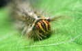 Trabala Vishnou caterpillar face close-up macro shot. Rose myrtle lappet caterpillar crawling on a green Winged bean leaf front Royalty Free Stock Photo