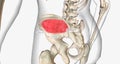 Trabecular or spongy bone is found in the center of the bone