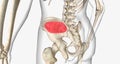 Trabecular or spongy bone is found in the center of the bone