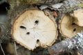 Trace in aspen trees after Large poplar borer larva, Saperda carcharias Royalty Free Stock Photo