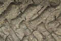 Trace caterpillars on dried mud background Royalty Free Stock Photo