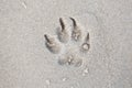 Trace dog paws in the sand. Royalty Free Stock Photo