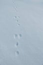 Trace of a rabbit