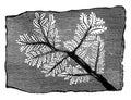 Trace fossil fern, vintage engraving Royalty Free Stock Photo
