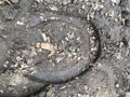 The trace of the hoof of a horse, close up, detailed, on the dirt horseback trails through trees on the Yellow Fork and Rose Canyo Royalty Free Stock Photo