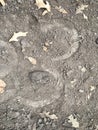 The trace of the hoof of a horse, close up, detailed, on the dirt horseback trails through trees on the Yellow Fork and Rose Canyo Royalty Free Stock Photo