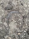 The trace of the hoof of a horse, close up, detailed, on the dirt horseback trails through trees on the Yellow Fork and Rose Canyo Royalty Free Stock Photo