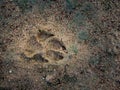 The marking of dog footprint