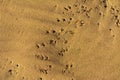 A trace of a sea snake against a background of yellow sand. Summer, vacation, travel. Royalty Free Stock Photo