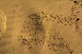 A trace of a sea snake against a background of yellow sand. Summer, vacation, travel. Royalty Free Stock Photo