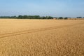 Trace of the track from a tractor in the wheat field, tracks running off through a golden corn field Royalty Free Stock Photo