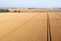 Trace of the track from a tractor in the wheat field, tracks running off through a golden corn field Royalty Free Stock Photo