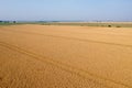 Trace of the track from a tractor in the wheat field, tracks running off through a golden corn field Royalty Free Stock Photo