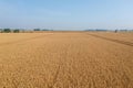 Trace of the track from a tractor in the wheat field, tracks running off through a golden corn field Royalty Free Stock Photo