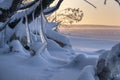 A trace of a wild animal in the snow. The shore of the forest lake, dawn Royalty Free Stock Photo