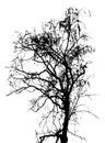 Traced black silhouette of a birch tree without leaves in early spring, late autumn or winter