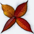 Red orange and yellow fall leaves traced illustration