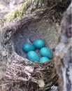 Traced image. Bird\'s nest with eggs. Blackbird eggs. Easter mood.