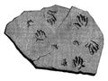 We traced their steps. fossil footprints of Labyrinthodon., vintage engraving