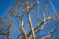 Tracery of leafless branches against a blue sky