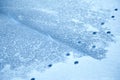 Traces of an animal on cracked ice. Paw prints on a frozen lake. Winter background