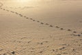 Traces of animals in the sand. Sand Texture. Background from brown sand Royalty Free Stock Photo