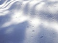 Traces of animals and shadows of trees on the snow-white untouched snow in the forest bright Sunny winter day