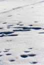 Traces of animals in snow. Deer, moose, wolf, fox, dog, cat paws footprints in the forest.