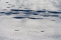 Traces of animals in snow. Deer, moose, wolf, fox, dog, cat paws footprints in the forest.