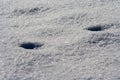 Traces of animals in snow. Deer, moose, wolf, fox, dog, cat paws footprints in the forest.