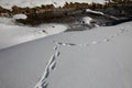 Traces of animals in snow. Deer, moose, wolf, fox, dog, cat paws footprints in the forest Royalty Free Stock Photo