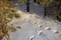 Traces of animals in the snow. Wolf, fox, dog, cat paws footprints in the forest. Paw prints in winter blue snow.