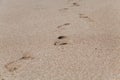 Traces of bare feet on wet sea sand Royalty Free Stock Photo