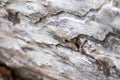 Traces of the bark beetle plague under the tree bark of dead wood shows pest of bugs and destructive insects as bark-beetle infest Royalty Free Stock Photo