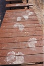Traces of bear on a foot path in the valley of the Geysers