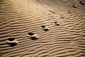 Traces of the beast on the sand in the desert