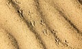 Traces of the beast on the sand in the desert