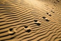 Traces of the beast on the sand in the desert