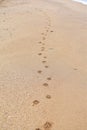 Traces from the beast on the sand, traces from the dog on the beach, traces on the sand from the dog along the sea, beach