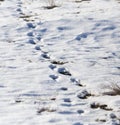 Traces of the beast in the snow