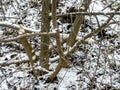 Traces of beaver work, gnawed tree branches