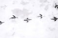 Traces of bird paws on the snow. Winter background Royalty Free Stock Photo