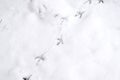 Traces of bird paws on the snow. Winter background Royalty Free Stock Photo