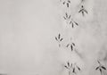 Traces Of Bird Paws On The Snow. Winter Background