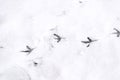 Traces of bird paws on the snow. Winter background Royalty Free Stock Photo