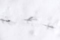 Traces of bird paws on the snow. Winter background Royalty Free Stock Photo